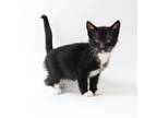 Adopt Gia a Domestic Short Hair