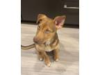 Adopt VARA a German Shepherd Dog, Australian Kelpie