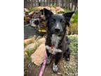 Adopt Eastin a Australian Cattle Dog / Blue Heeler