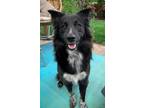 Adopt Eastin a Australian Cattle Dog / Blue Heeler