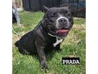 Adopt Prada a American Staffordshire Terrier