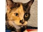 Adopt Delphine a Domestic Short Hair