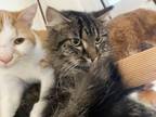 Adopt Rain a Domestic Medium Hair, Domestic Short Hair