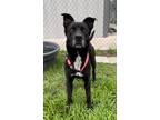 Adopt JADE a Pit Bull Terrier