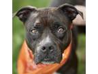 Adopt CALA MARIA a Staffordshire Bull Terrier