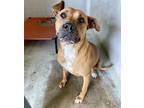Adopt POLLY a Staffordshire Bull Terrier, Mixed Breed