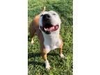 Adopt TIANA a Staffordshire Bull Terrier, Mixed Breed