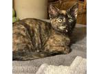 Adopt Trixie a Domestic Short Hair