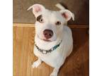 Adopt Shadow a Pit Bull Terrier, Mixed Breed