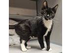 Adopt Coconut a Domestic Short Hair