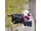 Adopt Dottie a Mixed Breed