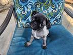 Adopt Pepsi a Pug