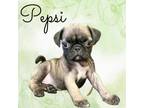 Adopt Pepsi a Pug