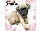 Adopt Fanta a Pug