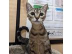 Adopt Babe a Domestic Short Hair