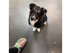 Adopt Tulip a Border Collie