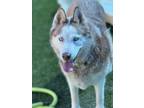 Adopt Luna a Siberian Husky, Mixed Breed