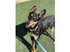 Adopt Figi a Doberman Pinscher, Mixed Breed