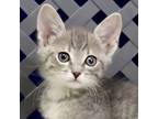 Adopt Bunny a Domestic Short Hair