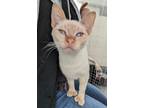 Adopt Bashful a Domestic Short Hair