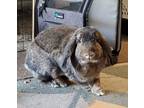 Adopt Twix a Holland Lop