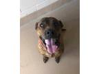 Adopt Trudy a Pit Bull Terrier