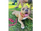 Adopt Gypsy a Pit Bull Terrier, Mixed Breed
