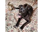 Adopt Minnie a Mixed Breed