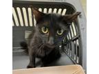 Adopt Iris a Domestic Short Hair