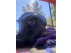 Adopt Kourtney *adoption pending* a Pit Bull Terrier, Husky