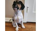 Adopt Rainie a Beagle, Mixed Breed