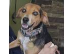 Adopt Amber a Beagle, Mixed Breed