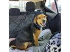 Adopt Amber a Beagle, Mixed Breed