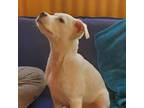 Adopt Lovey a Beagle