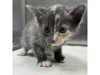 Adopt Coconut a Domestic Short Hair