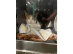 Adopt Pussywillow a Domestic Short Hair