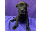 Adopt Novelty a Carolina Dog, Labrador Retriever