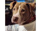 Adopt Hazel a Pit Bull Terrier