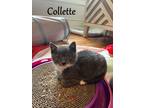 Adopt Collette a Domestic Short Hair