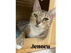 Adopt Jenova a Domestic Short Hair