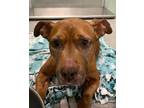 Adopt JUNE a Pit Bull Terrier