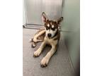 Adopt WANDA a Husky, Mixed Breed