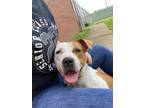 Adopt Pumpkin a Mixed Breed