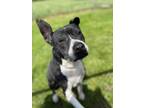 Adopt Carma a Mixed Breed, Pit Bull Terrier