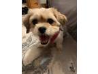 Adopt Bella a Shih Tzu