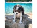 Cavalier King Charles Spaniel Puppy for sale in Bowling Green, MO, USA