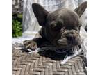 French Bulldog Puppy for sale in Middlebury, IN, USA