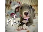 Adopt Nikita Salazar a Pit Bull Terrier, Mixed Breed