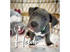 Adopt Heidi Salazar a Pit Bull Terrier, Mixed Breed