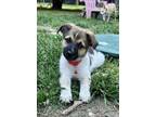 Adopt Professor Plum a Australian Cattle Dog / Blue Heeler